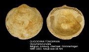OLIGOCENE-TONGERIAN Glycymeris lunulata